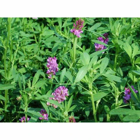 Alfalfa Seed For Food Plot - Image 3
