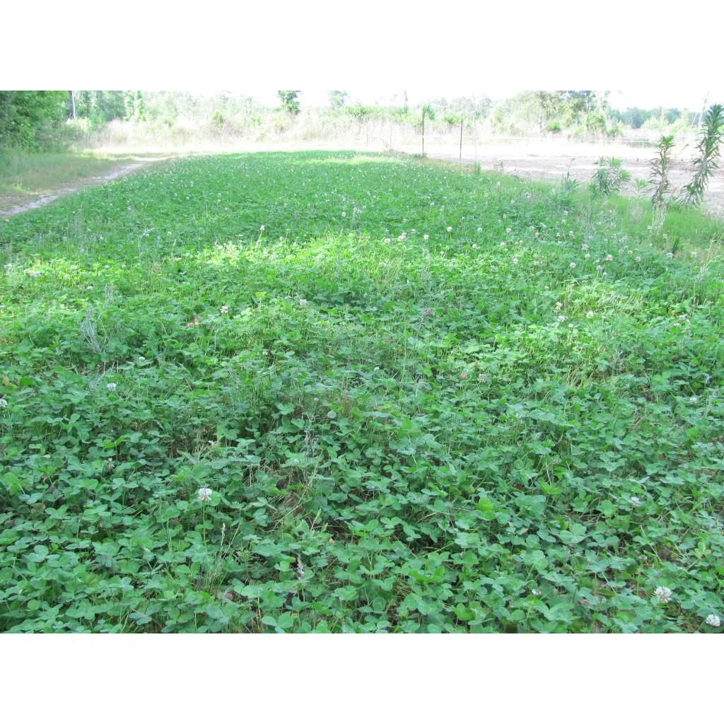 Alyce Clover Seed - Image 3