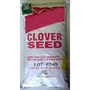 Alyce Clover Seed - Image 4