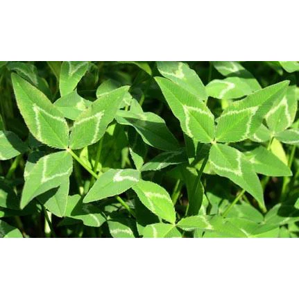 Apache Arrowleaf Clover Seed - Image 3