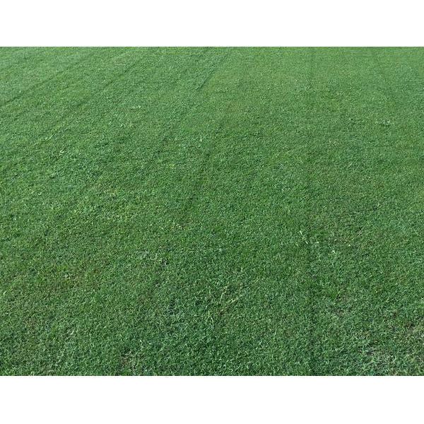 Arden 15 Bermuda Grass Seed (Discontinued) - Image 3