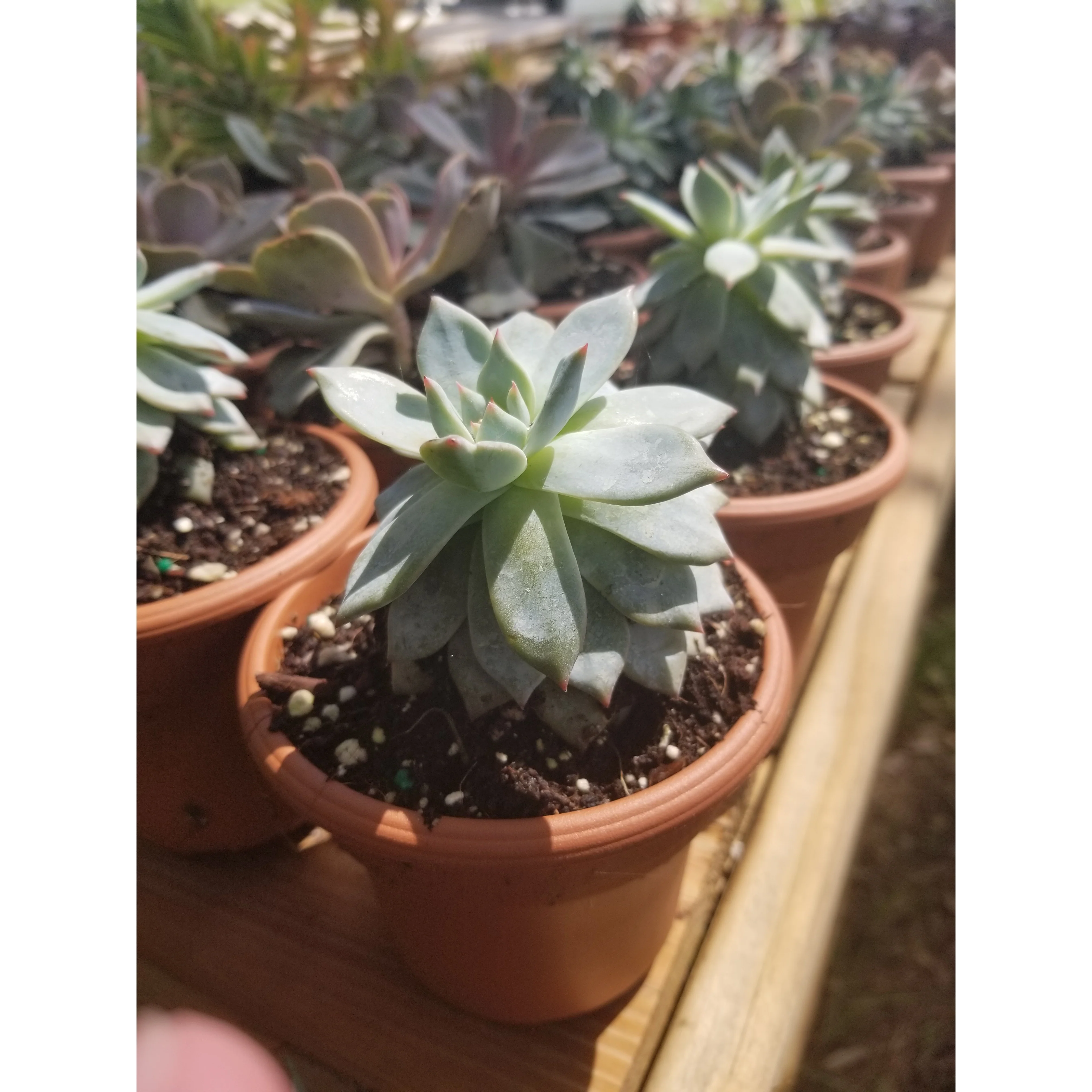 Assorted Succulent Plants - 4.5"