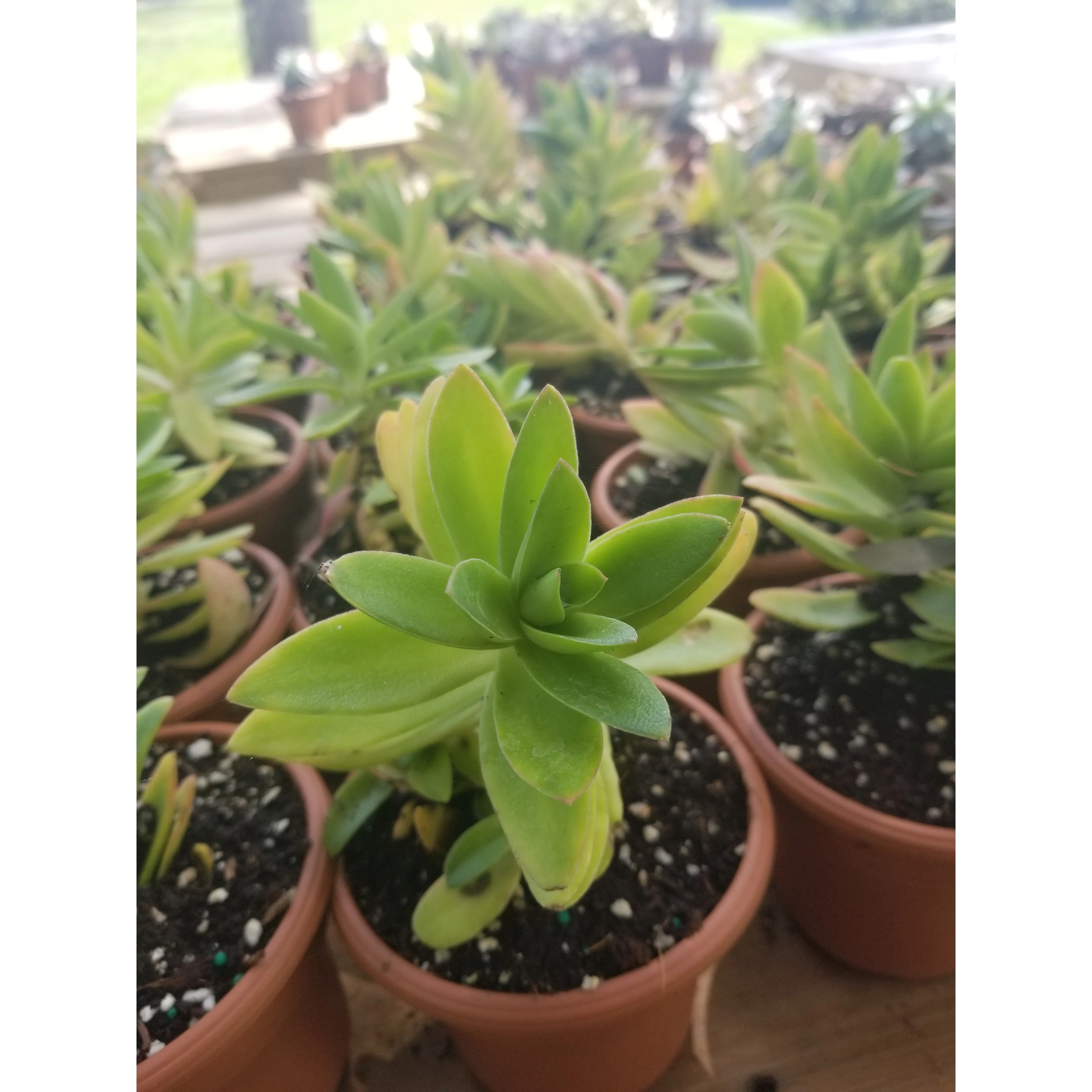 Assorted Succulent Plants - 4.5" - Image 4