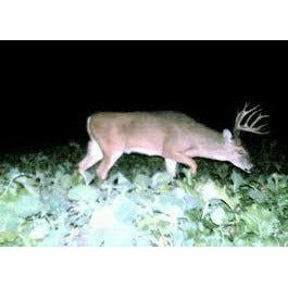 Trophy Rape Food Plot Seed - Image 3