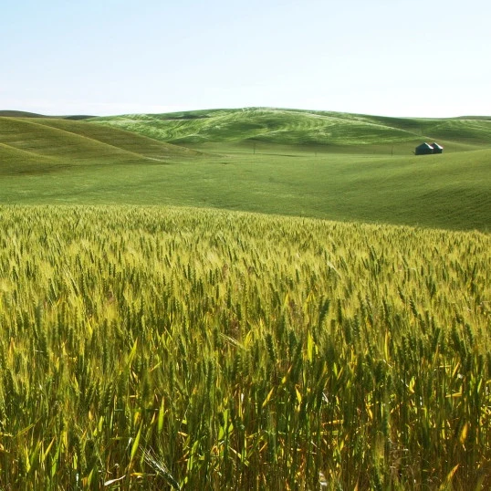 Barley Seed - Image 3