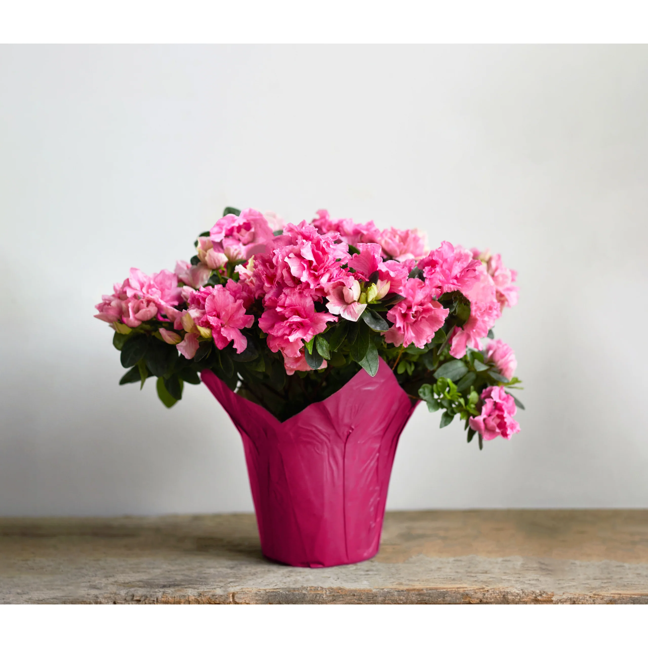 Azalea Plant - 6 inch Floral
