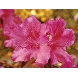 Azalea Plant - 6 inch Floral - Image 2