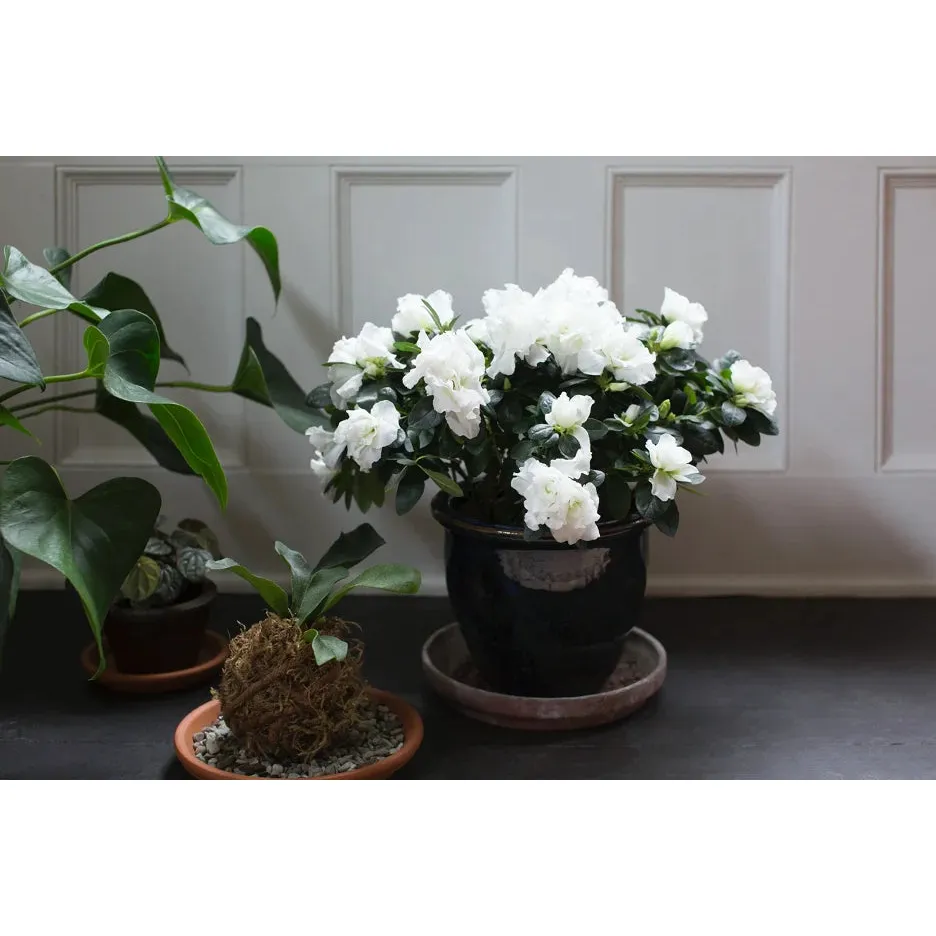 Azalea Plant - 6 inch Floral - Image 3