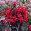(Backorder Spring 2026) Proven Winners Center Stage Red Crape Myrtle Plant - 2 Gallon