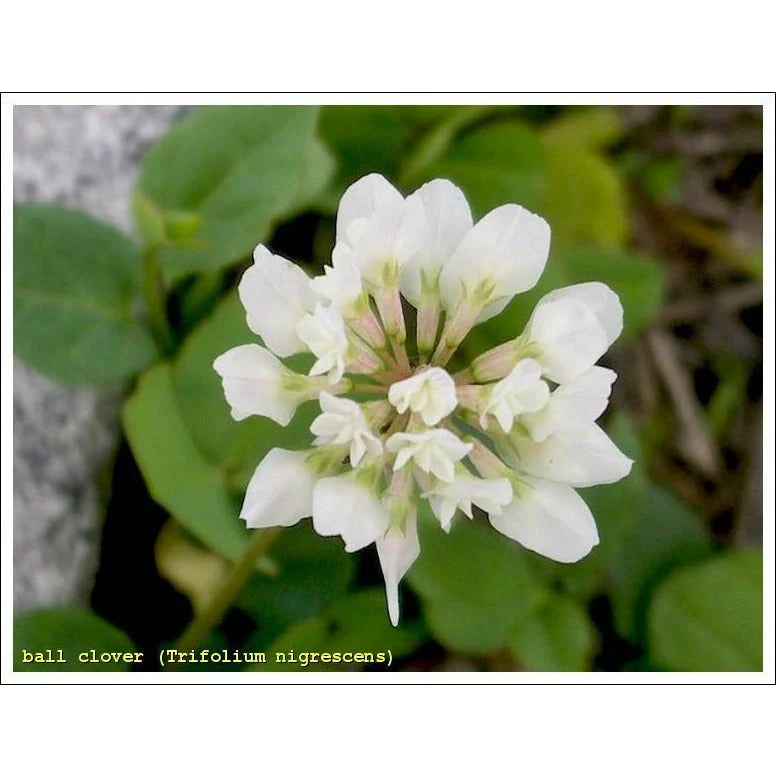 (Bad Harvest 2026) Ball Clover Seed - Great for Honey Bees