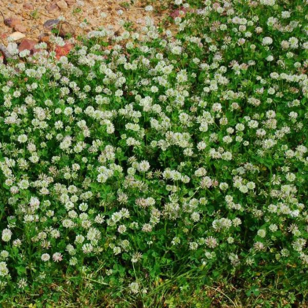 (Bad Harvest 2026) Ball Clover Seed - Great for Honey Bees - Image 2
