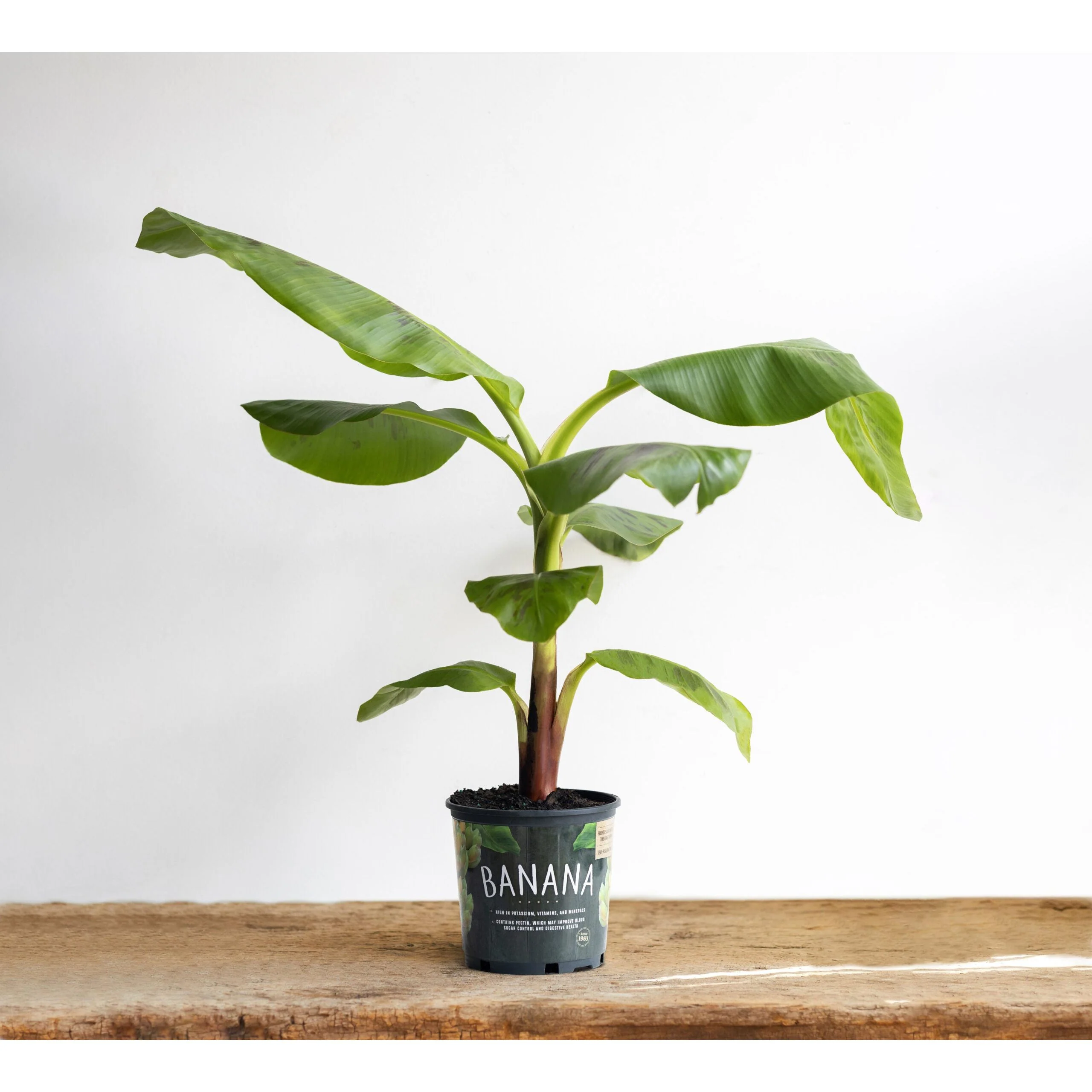 Banana Dwarf Cavendish Tree