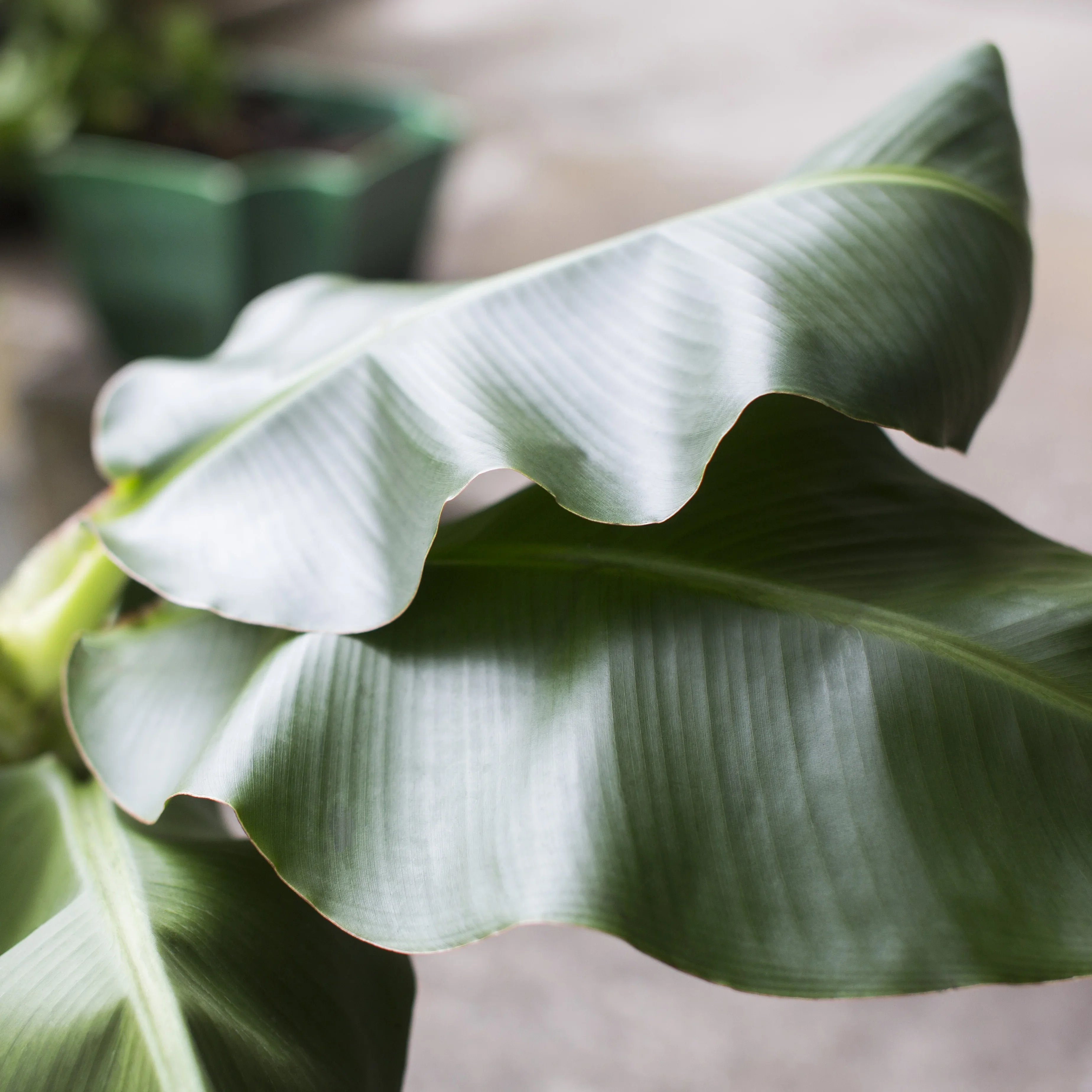Banana Dwarf Cavendish Tree - Image 2