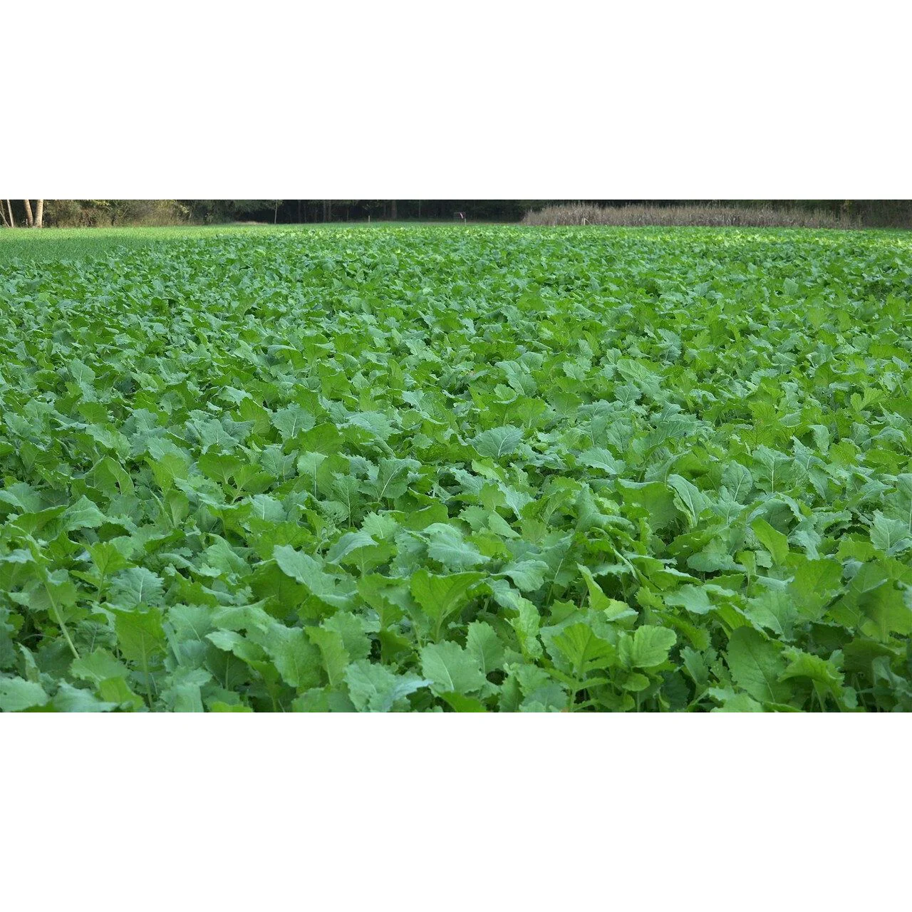 Imperial Whitetail Beets And Greens Food Plot Seed Mix - Image 2