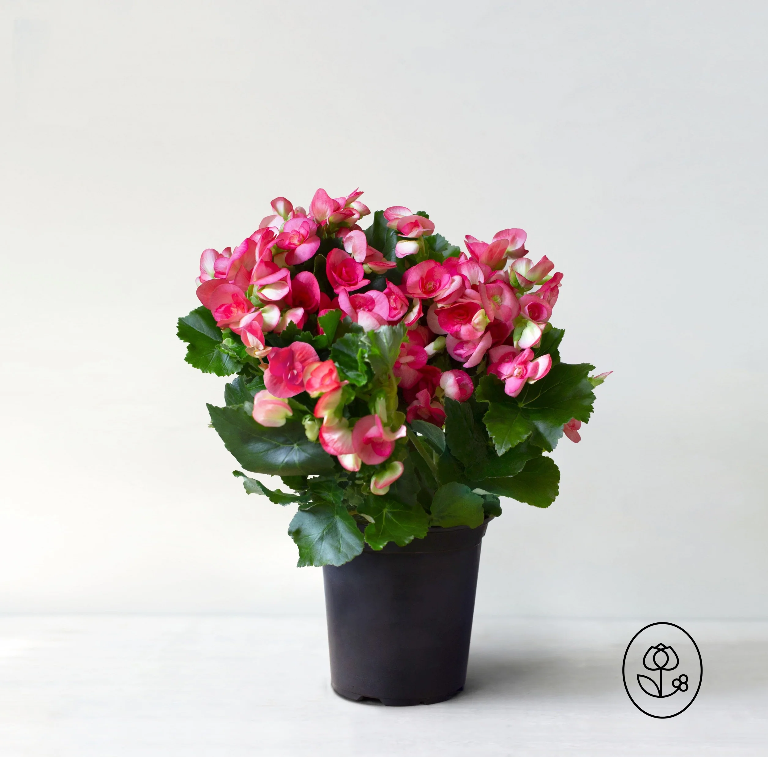 Begonia Plant - 6 Inch Plant