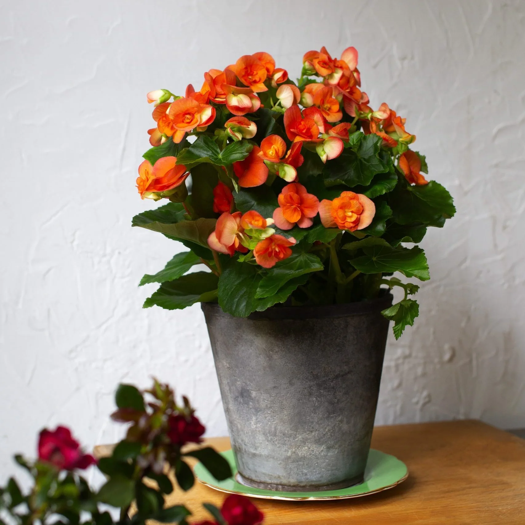 Begonia Plant - 6 Inch Plant - Image 2