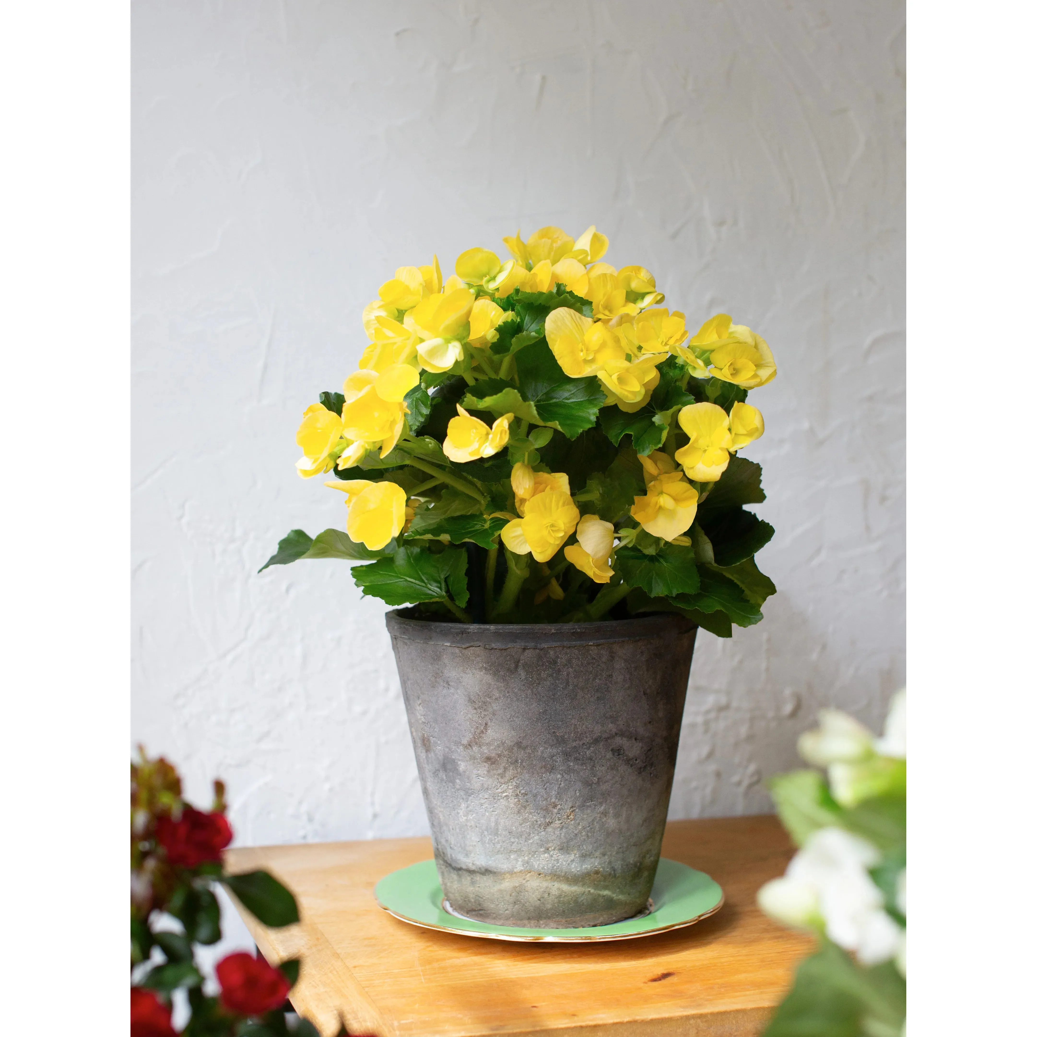 Begonia Plant - 6 Inch Plant - Image 3