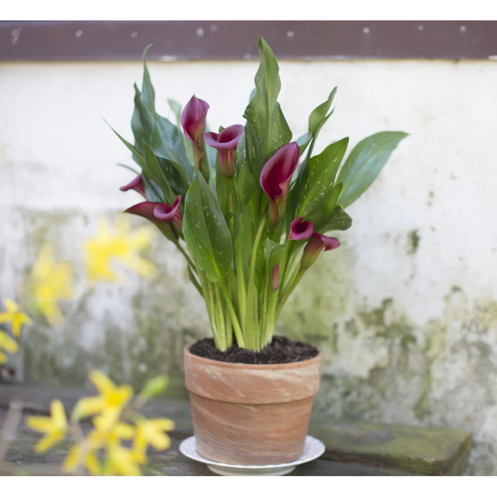 Calla Lily Plant - 6 Inch Plant - Image 2