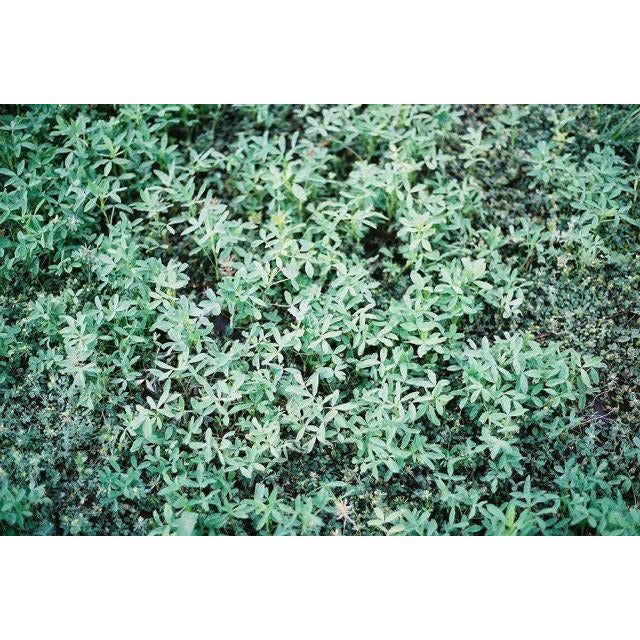 Big Bee Berseem Clover Seed - Image 3