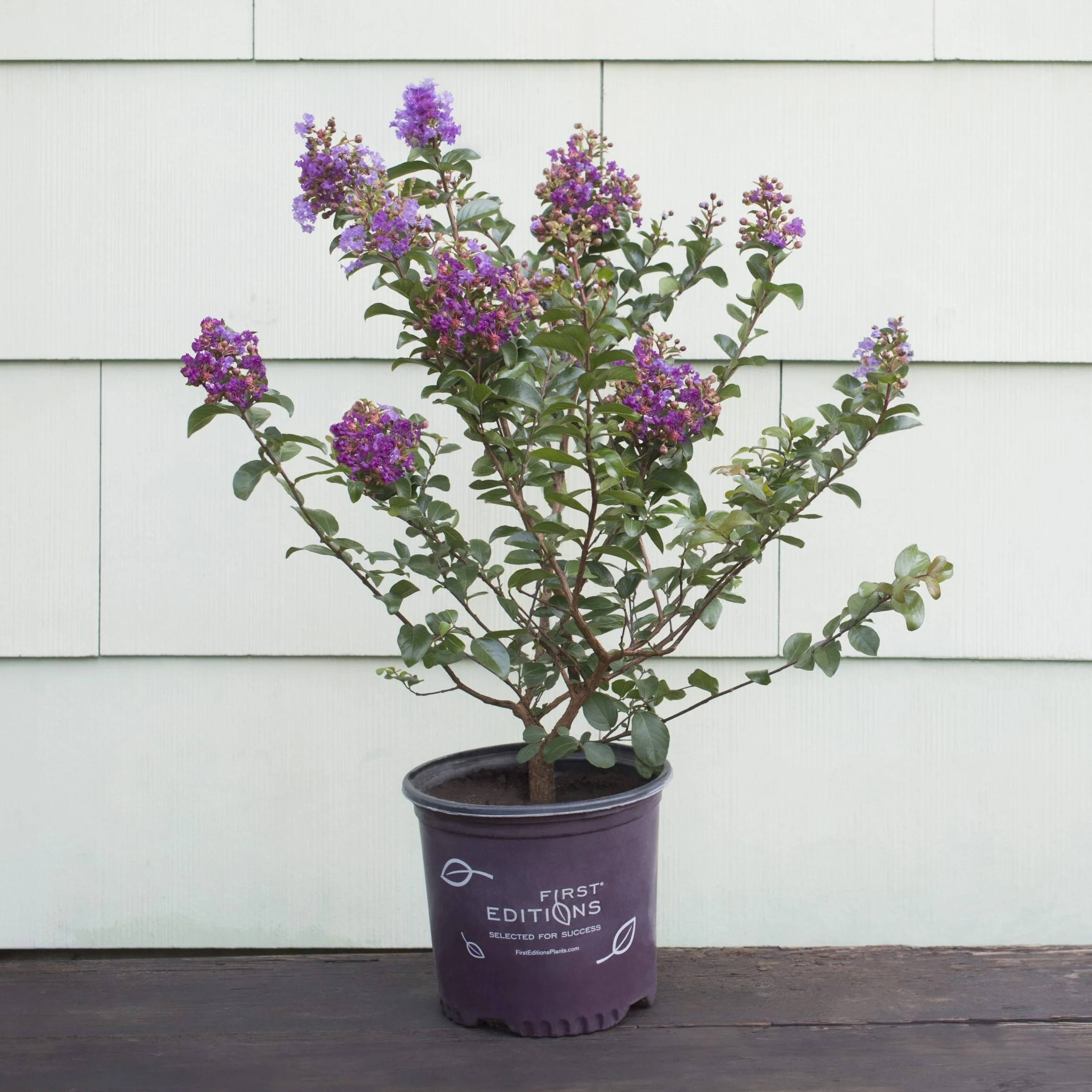 First Editions Magic Crape Myrtle Plant
