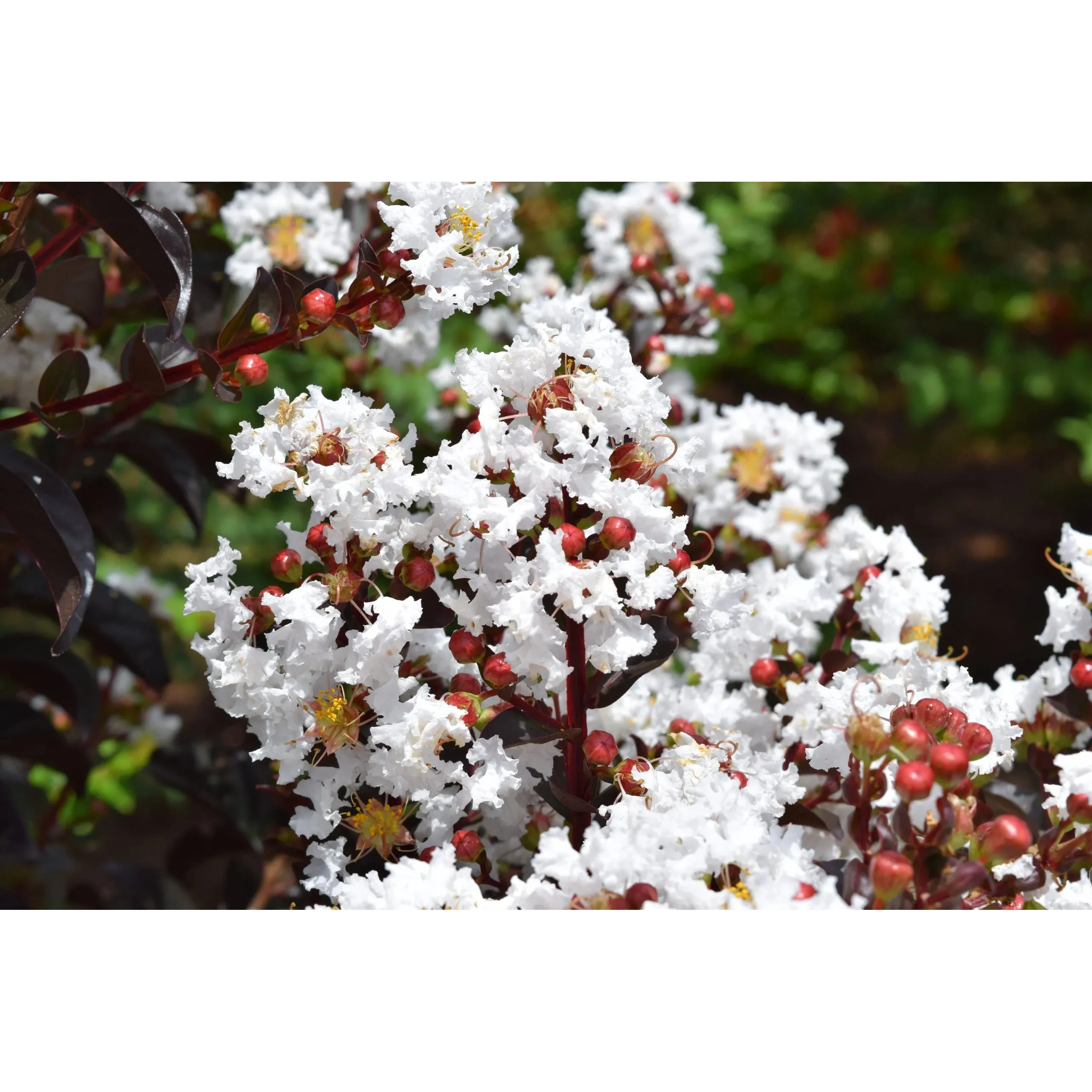 First Editions Magic Crape Myrtle Plant - Image 2