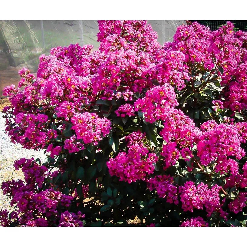 First Editions Magic Crape Myrtle Plant - Image 3