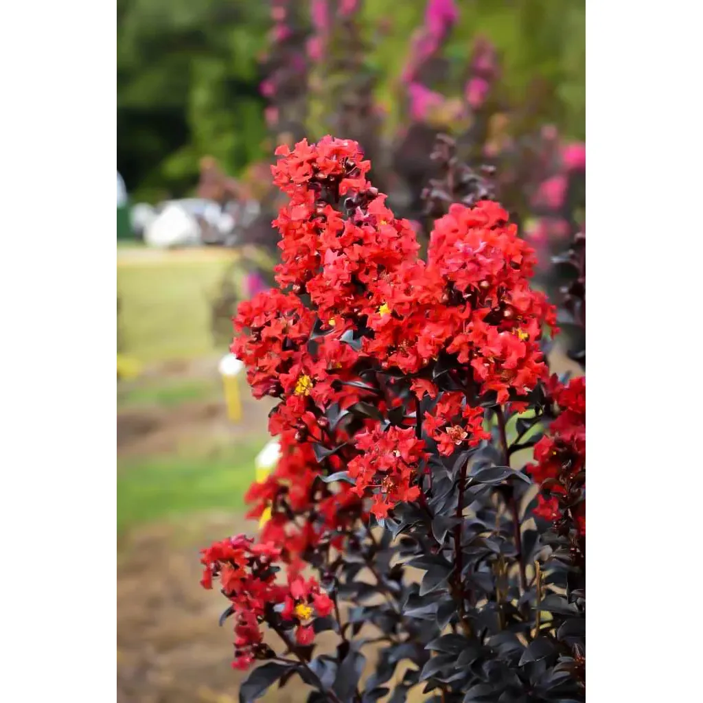 First Editions Magic Crape Myrtle Plant - Image 4