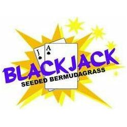 Blackjack Bermuda Grass Seed