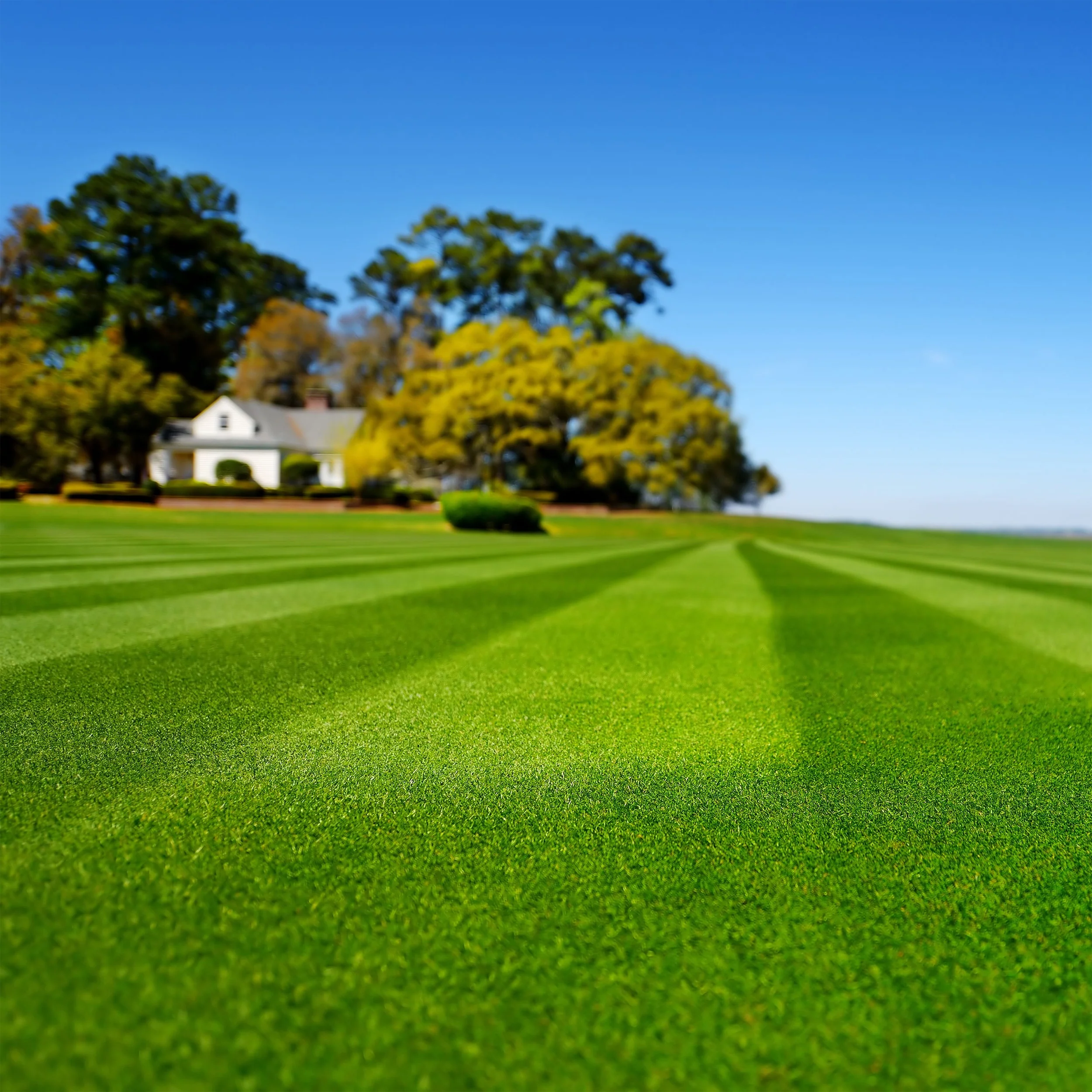 Blackjack Bermuda Grass Seed - Image 3