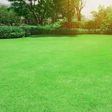 Blackjack Bermuda Grass Seed - Image 4