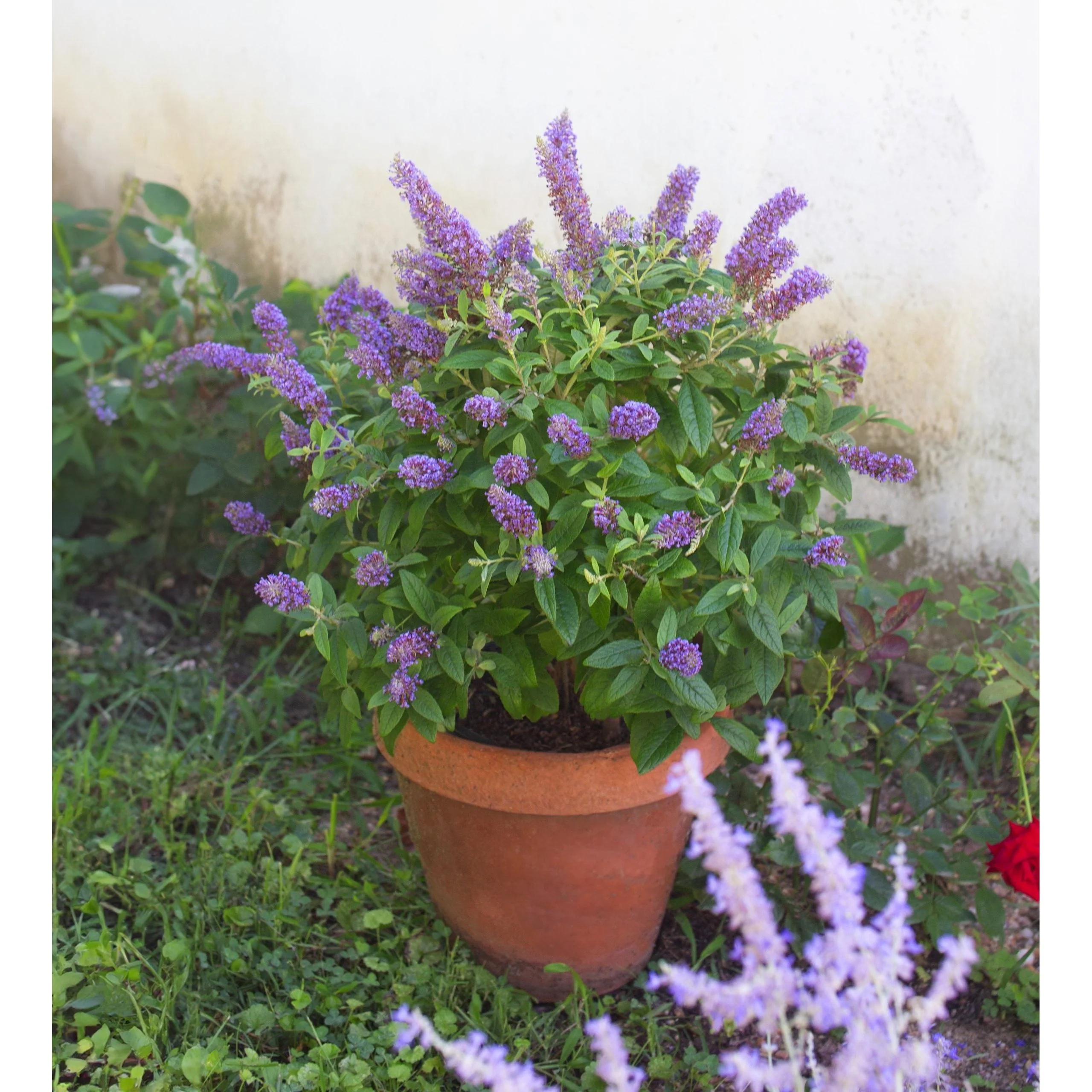 Bloomables Buddleia Plant - 2 Gallon - Image 2