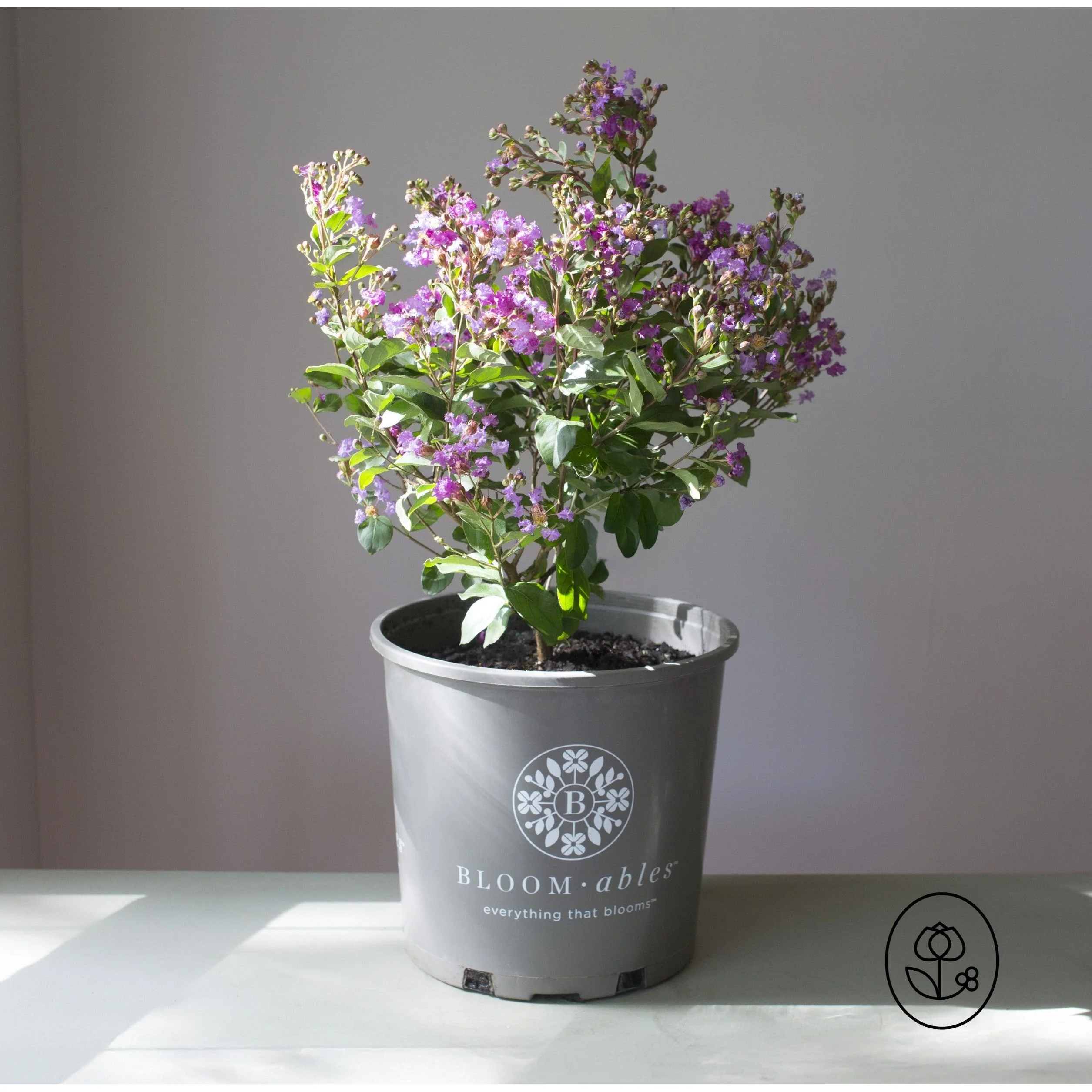 Bloomables Crape Myrtle  - 2 Gallon