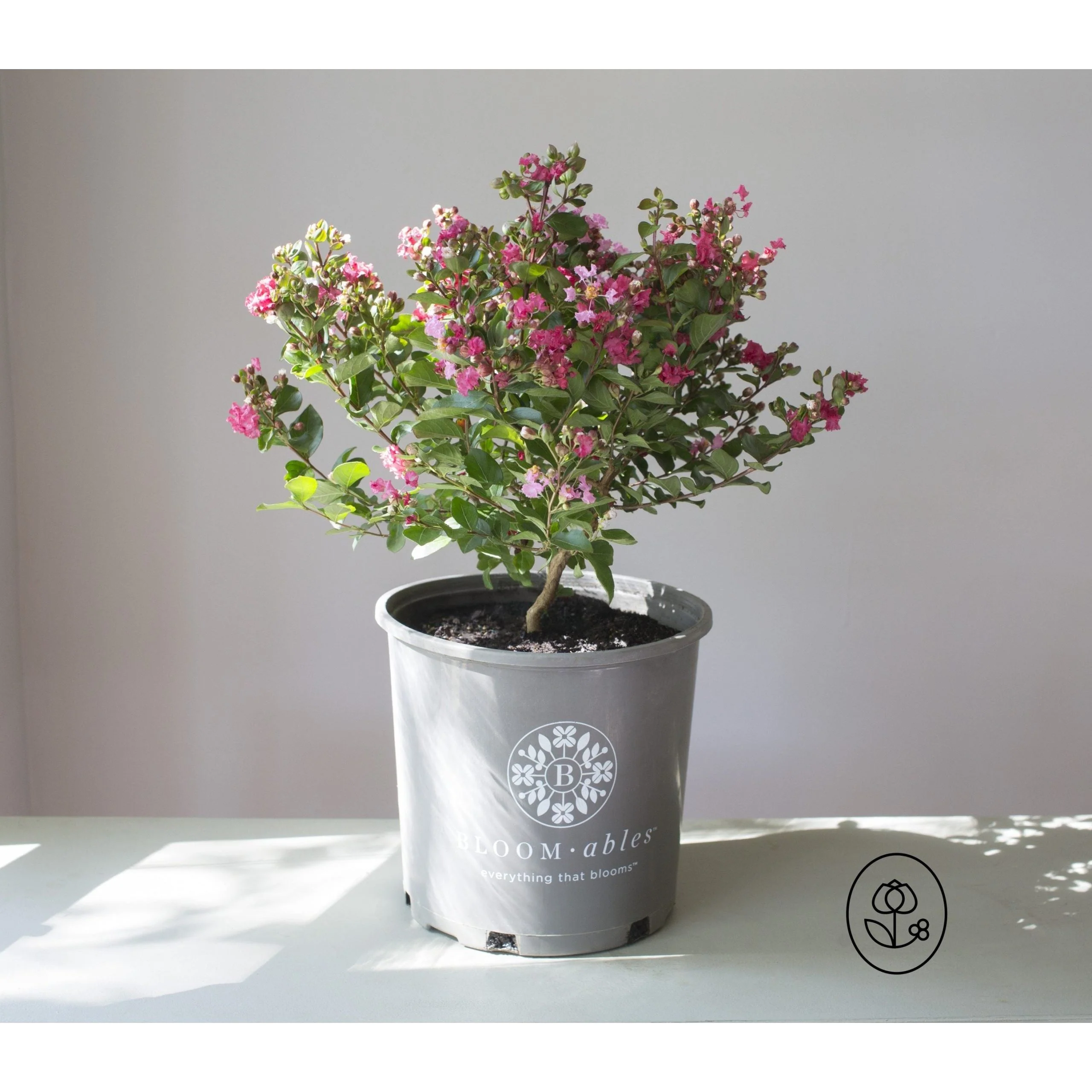Bloomables Crape Myrtle  - 2 Gallon - Image 2