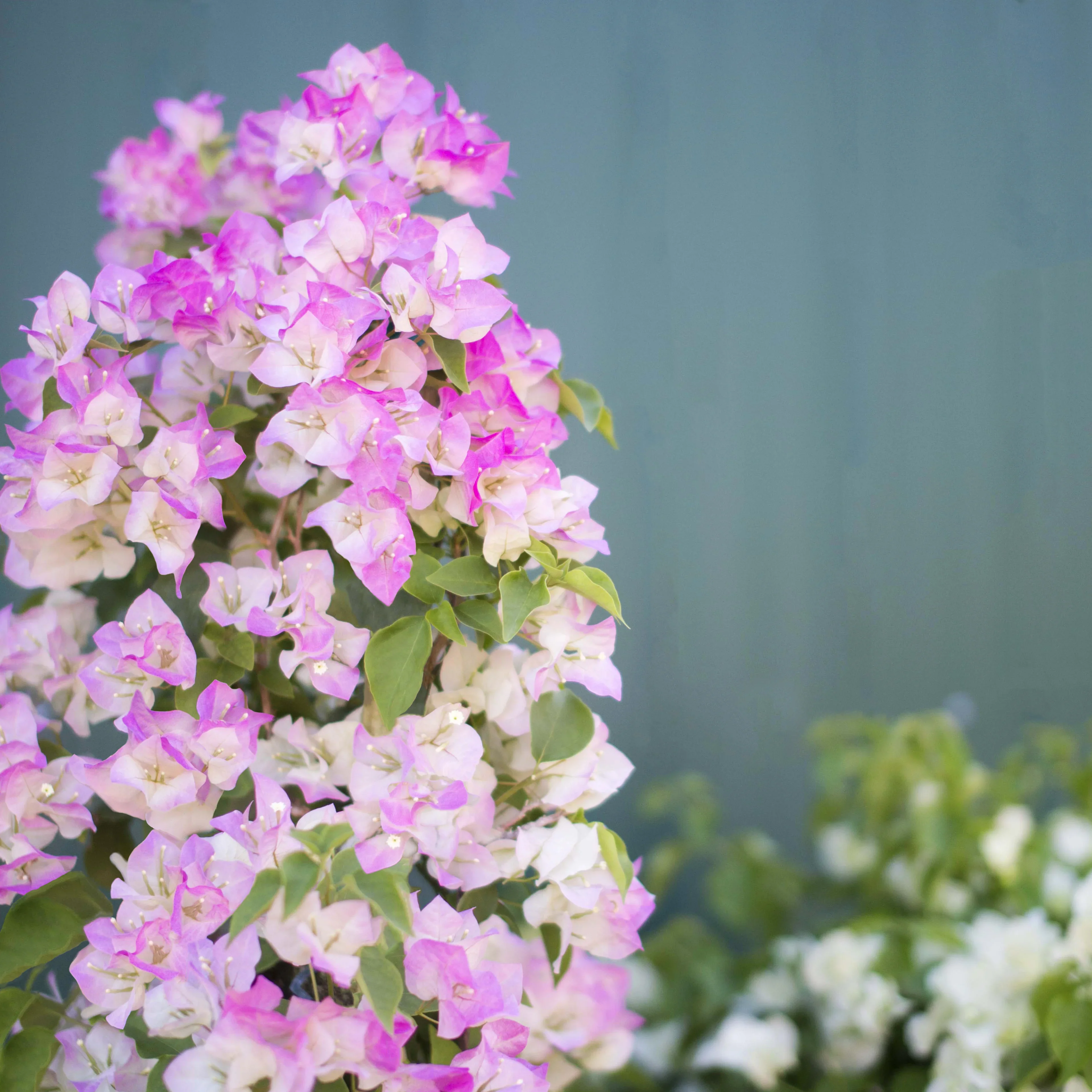 Bougainvillea Flower Plant - Quart - Image 2