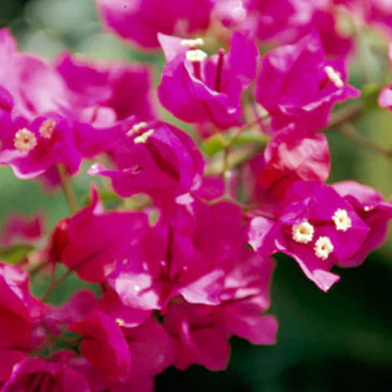 Bougainvillea Flower Plant - Quart - Image 3