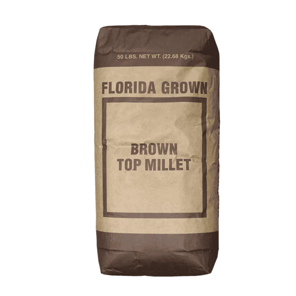 Brown Top Millet Seeds - Image 4