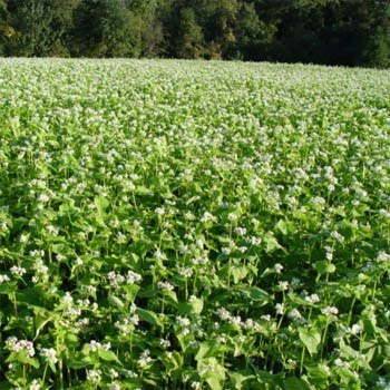 Organic Buckwheat Seeds