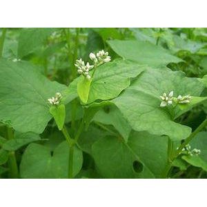 Organic Buckwheat Seeds - Image 2