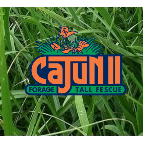 Cajun II Forage Tall Fescue Grass Seed (Endophyte Free)