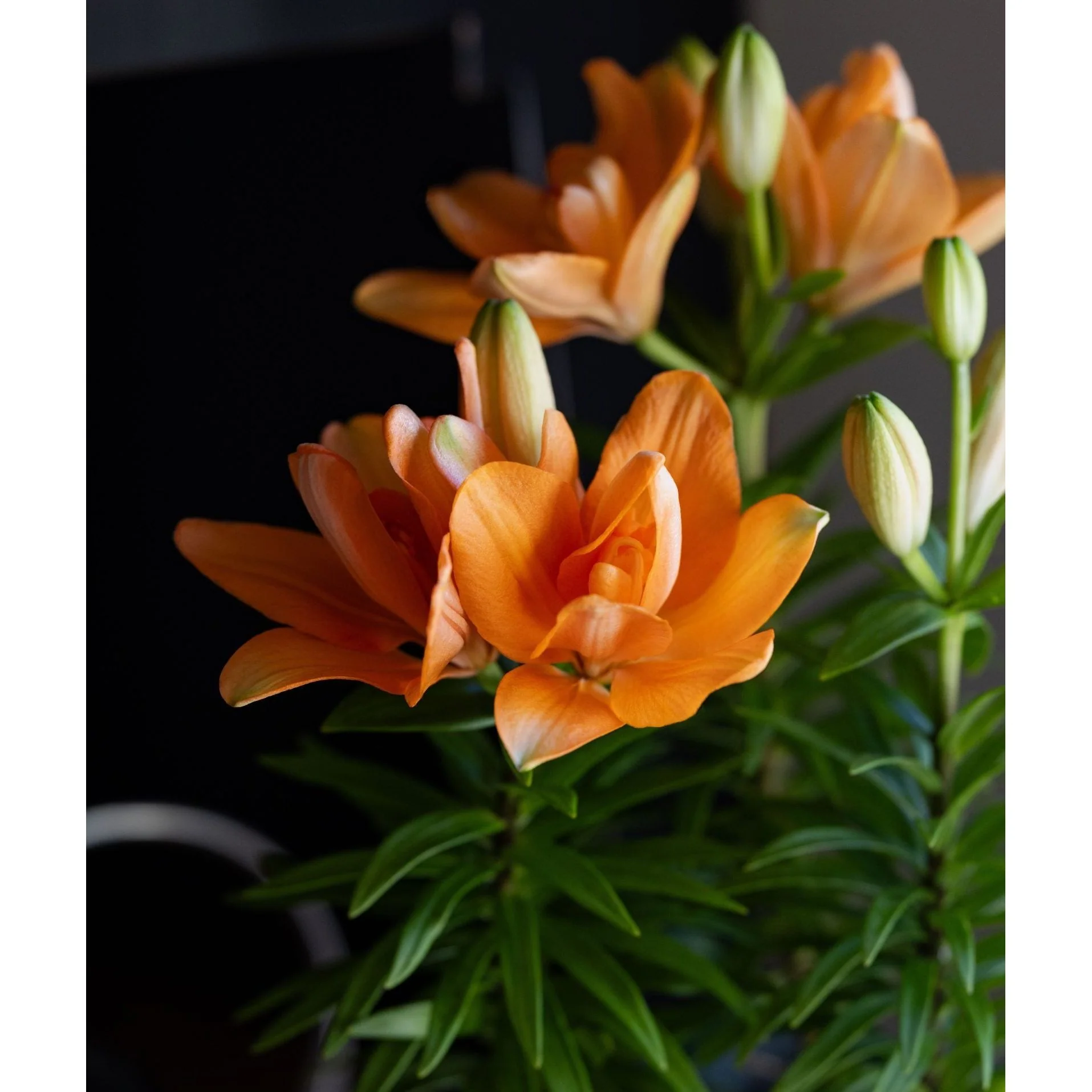 LA Hybrid Lily - 6 Inch Plant - Image 2