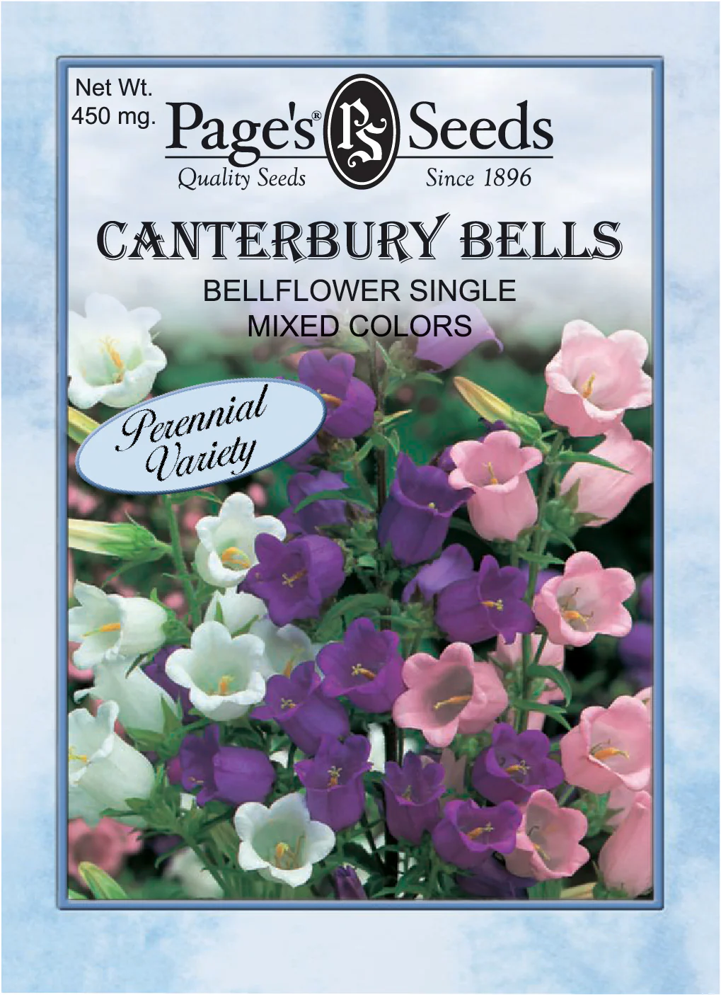 Canterbury Bell Flower, Single Mixed Colors - 1 Packet