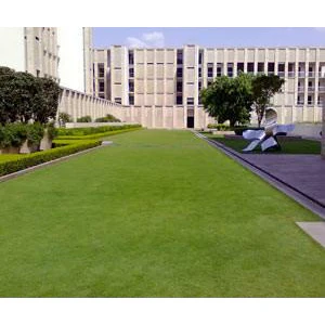 Carpet Grass Seed (Coated) - Image 4