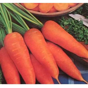 Carrot Danvers Half Long Seed - 1 Packet