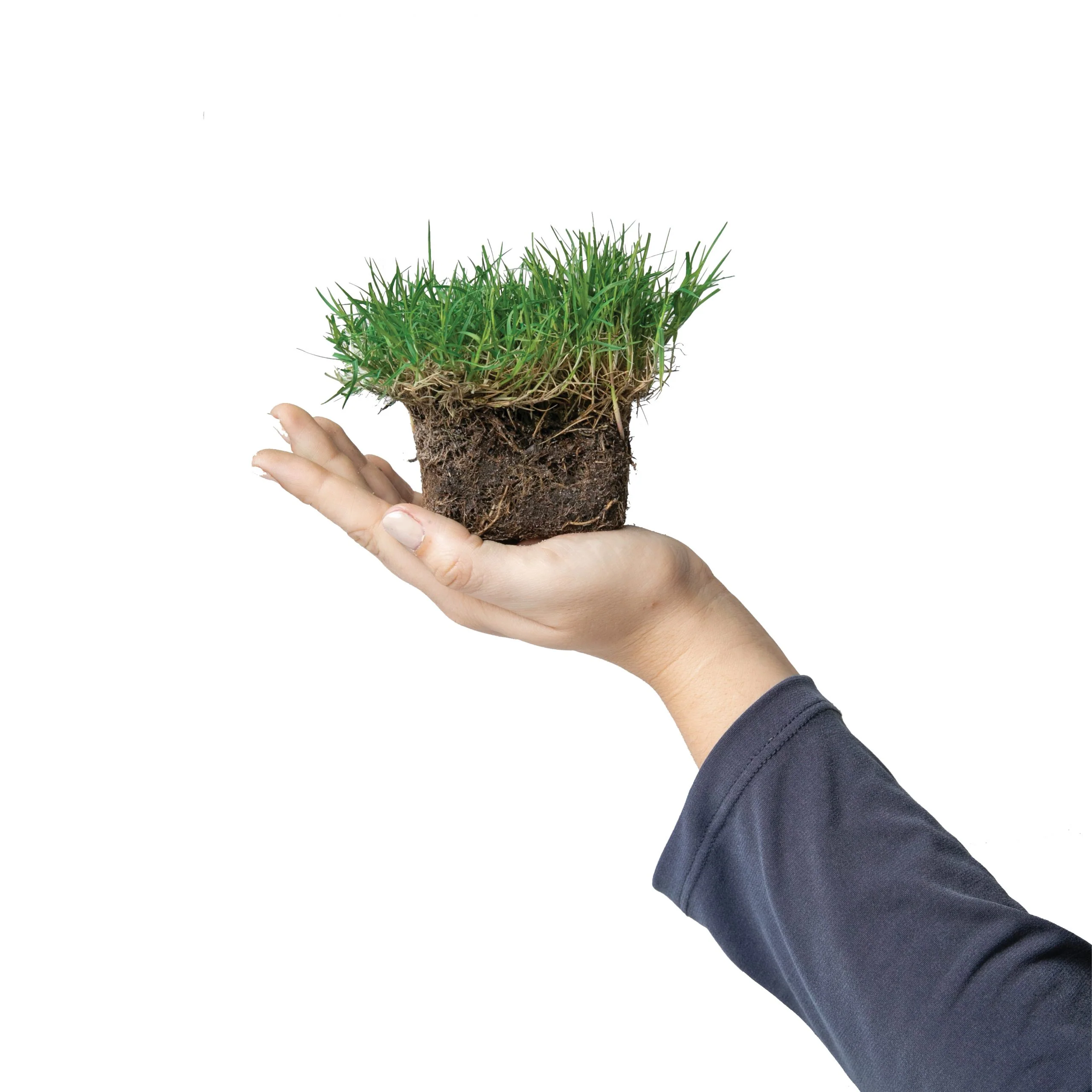 Bermuda Grass Plugs - Image 3