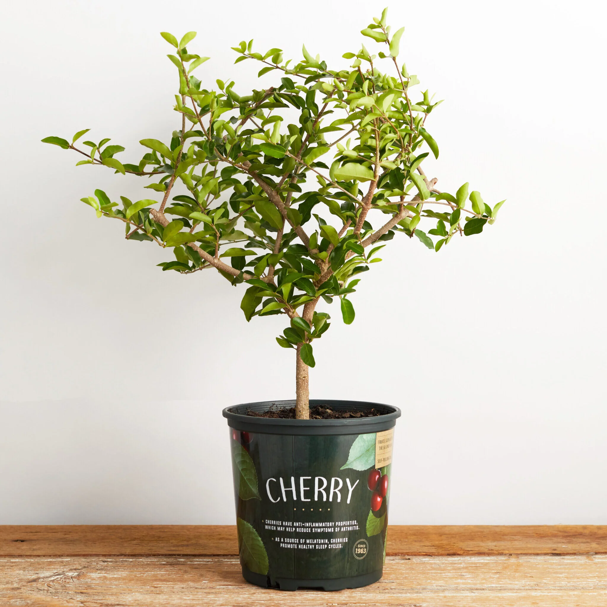 Cherry Barbados Plant