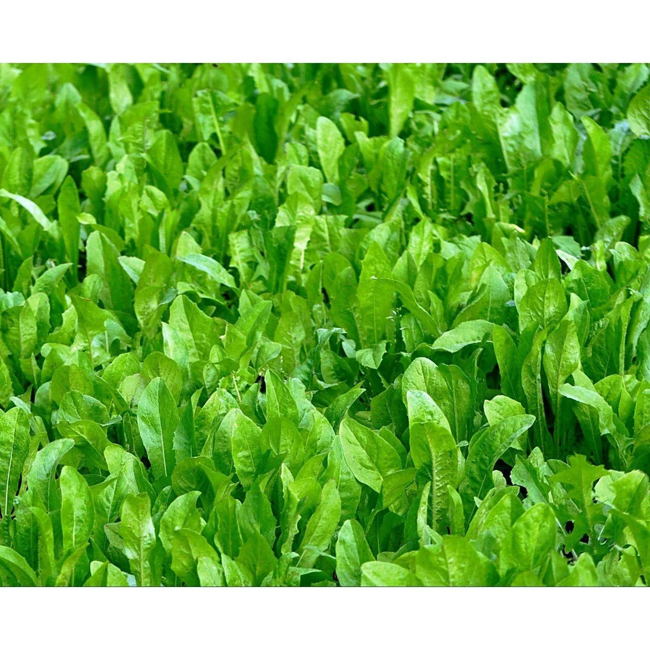 Imperial ChicMagnet Chicory Clover Seed - 3 lbs. (1 acre) - Image 2