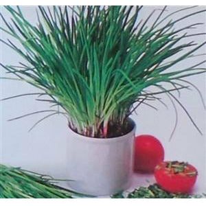 Chives Perennial Herb Seed - 1 Packet