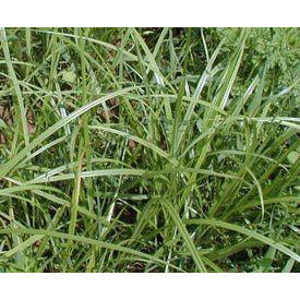 Chufa Seed - Image 4