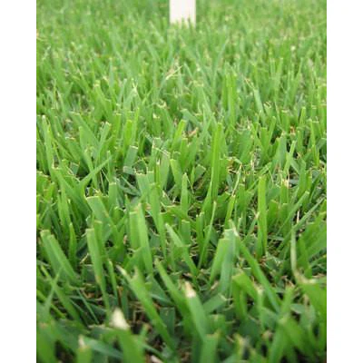 Compadre Zoysia Grass Seed - Image 3