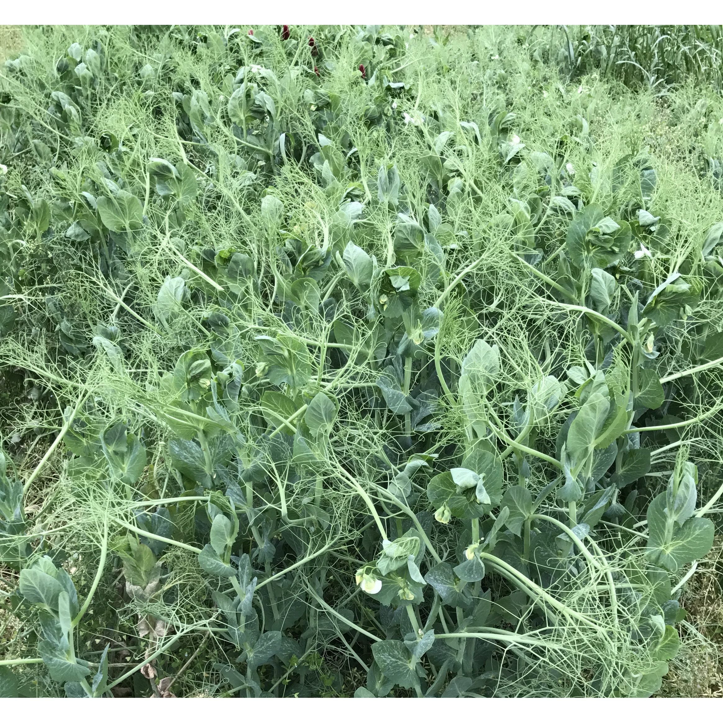 (On Backorder) Keystone Winter Peas Seed